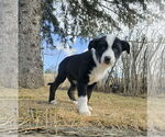 Small #5 Border Collie Mix