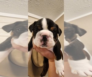 Bulldog Puppy for sale in LENORE, WV, USA