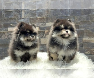 Pomeranian Puppy for sale in STUDIO CITY, CA, USA