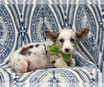 Small Photo #5 Pembroke Welsh Corgi Puppy For Sale in LAKELAND, FL, USA