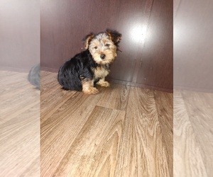 Yorkshire Terrier Puppy for sale in LAPEER, MI, USA