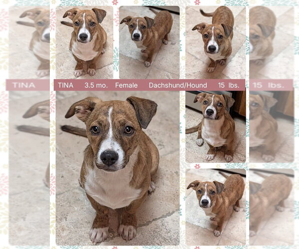 Medium Photo #1 Dachshund-Unknown Mix Puppy For Sale in Mesa, AZ, USA