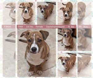 Dachshund-Unknown Mix Dogs for adoption in Mesa, AZ, USA