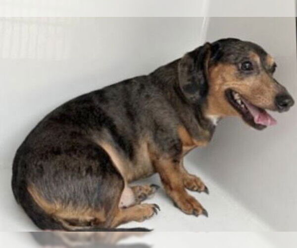 Medium Photo #1 Dachshund-Unknown Mix Puppy For Sale in Houston, TX, USA