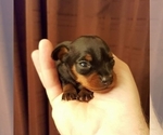 Small Photo #18 Miniature Pinscher Puppy For Sale in BULGER, PA, USA