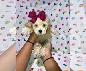 Maltipoo Puppy for sale in DALLAS, TX, USA