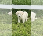 Small #2 Great Pyrenees