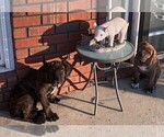 Small Photo #3 Cane Corso Puppy For Sale in FAYETTEVILLE, NC, USA
