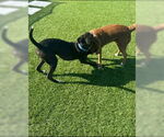 Small #2 Labrador Retriever Mix
