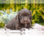 Small #1 Cocker Spaniel