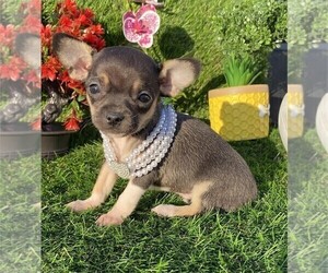 Chihuahua Puppy for sale in BOSTON, MA, USA