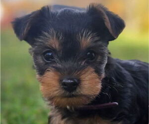 Medium Yorkshire Terrier