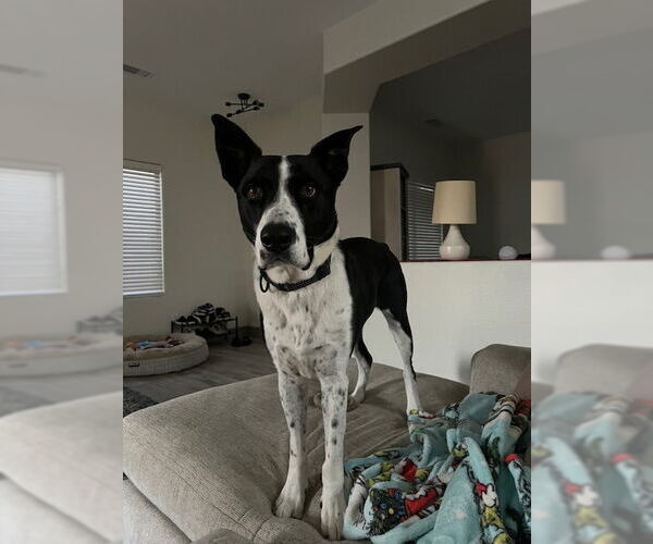 Medium Photo #7 Pointer-Unknown Mix Puppy For Sale in Chandler, AZ, USA