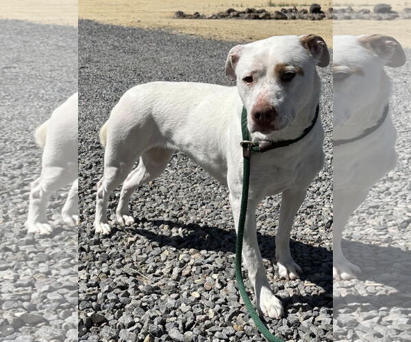 Medium Photo #5 Bull Terrier-Pembroke Welsh Corgi Mix Puppy For Sale in Incline Village, NV, USA