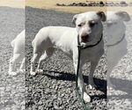 Small #4 Bull Terrier-Pembroke Welsh Corgi Mix