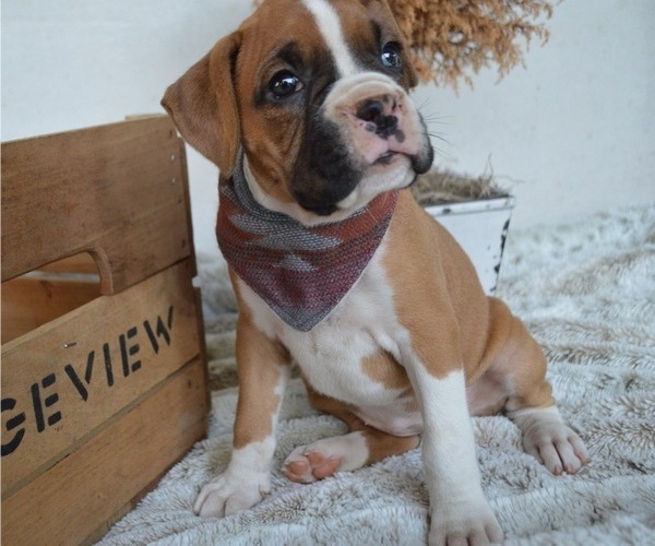Medium Photo #5 Boxer Puppy For Sale in HONEY BROOK, PA, USA