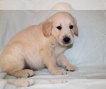 Small Photo #3 Golden Retriever Puppy For Sale in BLOOMINGTON, IN, USA