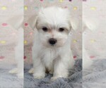Small Photo #11 Maltese Puppy For Sale in MOMEYER, NC, USA