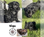 Small Chihuahua Mix