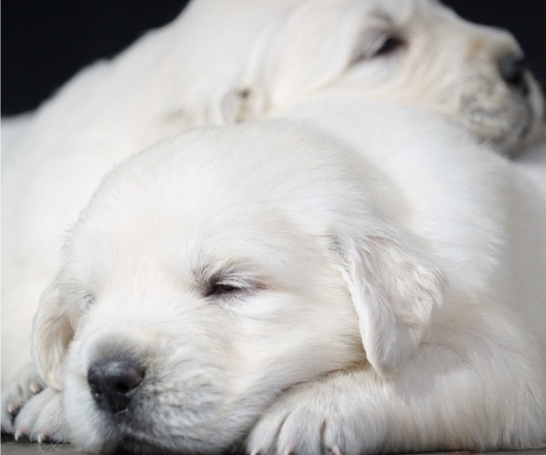 Medium Photo #2 English Cream Golden Retriever Puppy For Sale in FOWLERVILLE, MI, USA