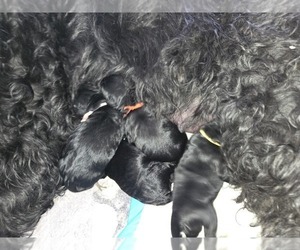 Schnauzer (Giant) Puppy for sale in MOBERLY, MO, USA