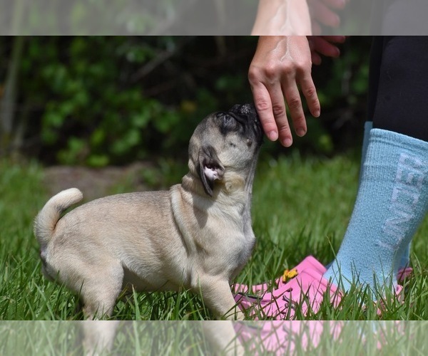 Medium Photo #6 Pug Puppy For Sale in PALM COAST, FL, USA