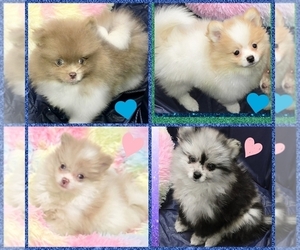 Pomeranian Puppy for Sale in KINGMAN, Arizona USA