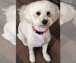 Small #3 Poodle (Miniature) Mix