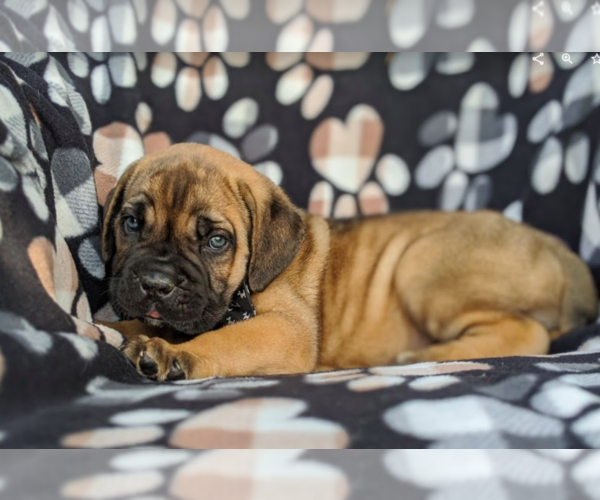 Medium Photo #4 Cane Corso Puppy For Sale in KIRKWOOD, PA, USA