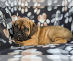 Small Photo #4 Cane Corso Puppy For Sale in KIRKWOOD, PA, USA
