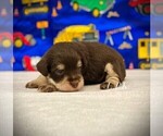 Small #1 Schnauzer (Miniature)