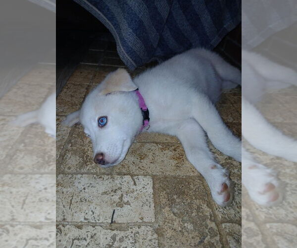 Medium Photo #2 Border-Aussie Puppy For Sale in Aurora, IN, USA