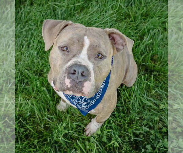 Medium Photo #5 American Bulldog-American Staffordshire Terrier Mix Puppy For Sale in Huntley, IL, USA