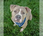 Small #4 American Bulldog-American Staffordshire Terrier Mix