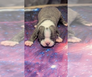 Medium Boston Terrier
