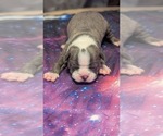 Puppy Puppy 1 Boston Terrier