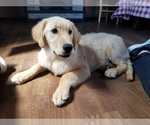 Small Photo #3 Golden Retriever Puppy For Sale in PEYTON, CO, USA