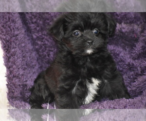 Yo-Chon Puppy for sale in ELDORADO, OH, USA