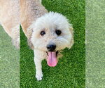 Small Goldendoodle (Miniature)