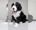 Puppy Anakin Sheepadoodle