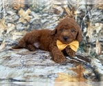 Small Photo #5 Goldendoodle (Miniature) Puppy For Sale in LAKELAND, FL, USA