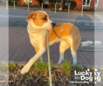 Small Photo #5 Labrador Retriever-Unknown Mix Puppy For Sale in Washington, DC, USA