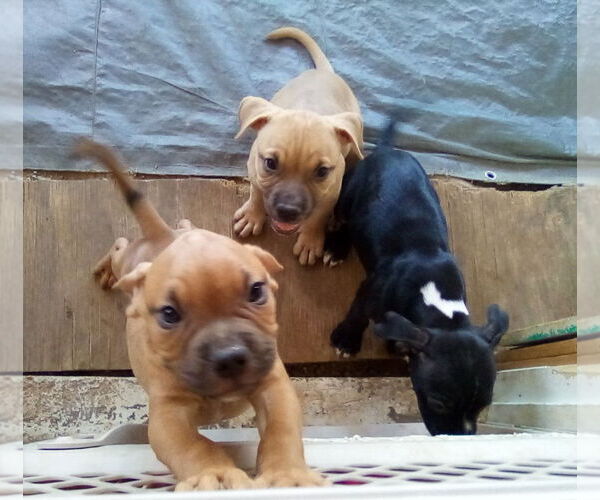 Medium Photo #7 Bulldog-Unknown Mix Puppy For Sale in Apple Valley, CA, USA
