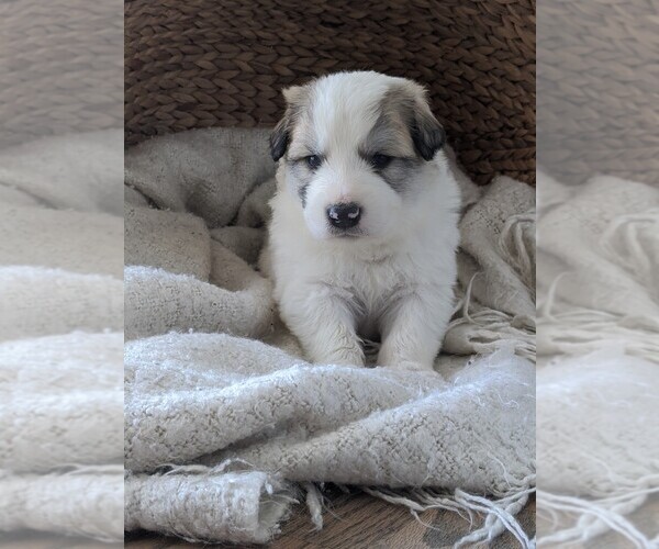 Full screen Photo #49 Great Pyrenees Puppy For Sale in FALCON, CO, USA