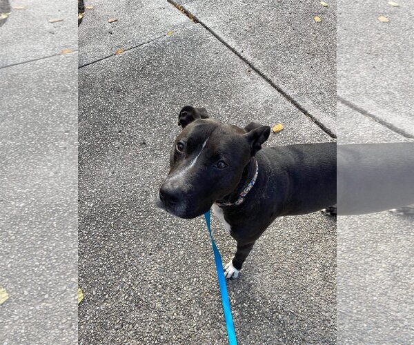 Medium Photo #7 American Pit Bull Terrier-Unknown Mix Puppy For Sale in Germantown, OH, USA
