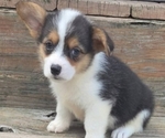 Small #2 Pembroke Welsh Corgi