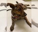 Small #8 Labrador Retriever-Spaniel Mix