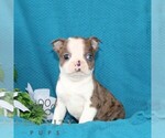 Small #2 Boston Terrier