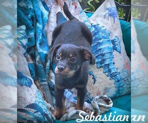 Chiweenie Dogs for adoption in Tustin, CA, USA
