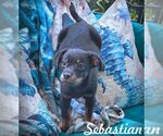 Small Chiweenie